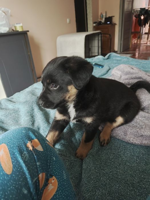 Щенок ищет дом, найденыш