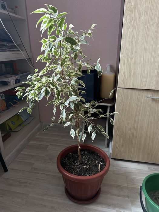 Фикус Бенджамина