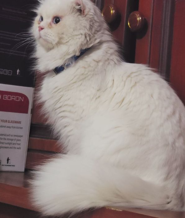 VYAZKA Kelin mushuklarni chaqiramiz