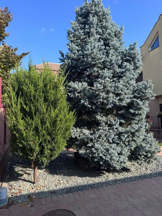 Amenajări spații verzi