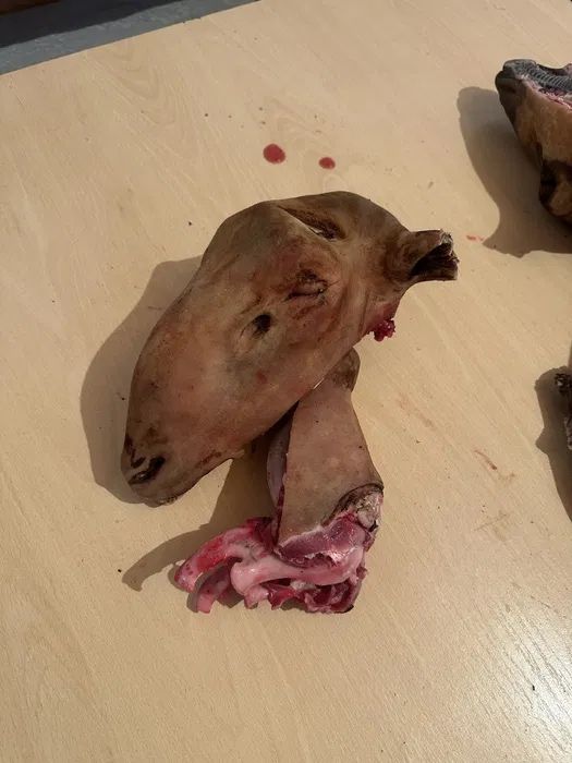 Қойдын  басы   бар