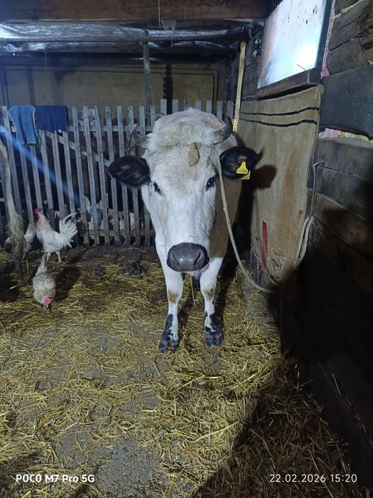 Продам    корову