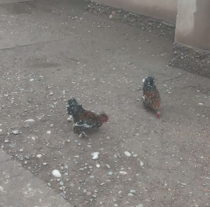 Японский кораздар сатылады