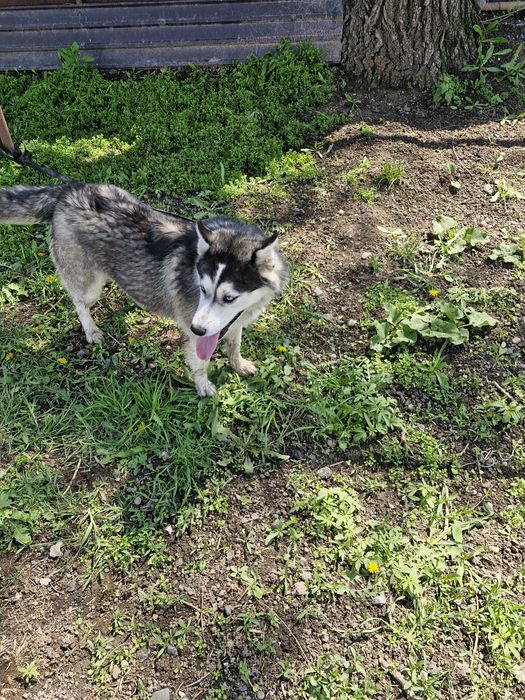 Хаски отдам в хорошие руки