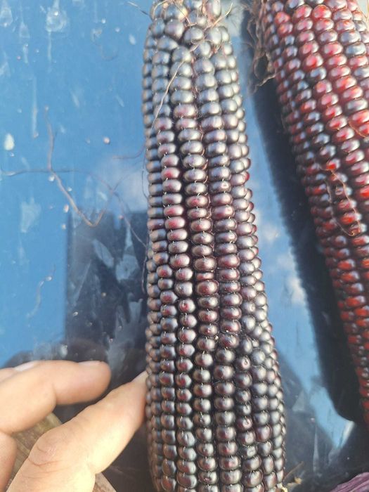 Porumb boabe rosu si negru