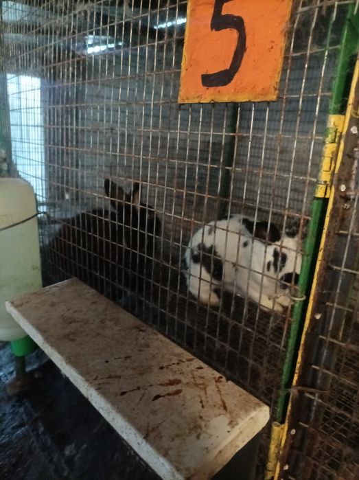 Продавам зайци намират се в Враца