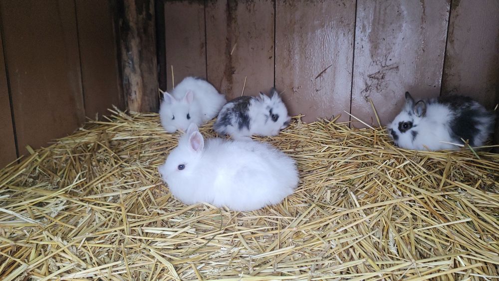 Vând iepurași cap de leu