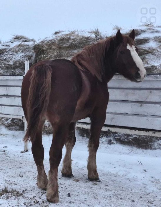 Продам тяжеловозов