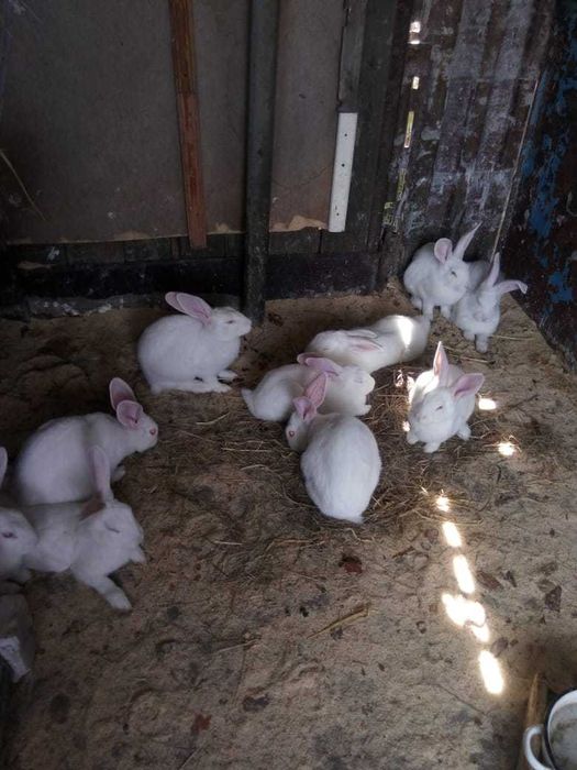 Продам кроликов.