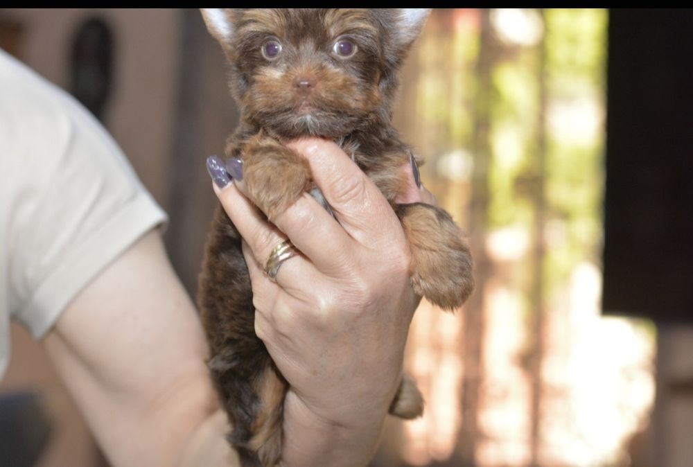 Yorkshire terrier