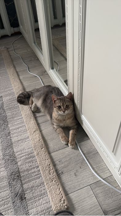 Отдам кошечку.