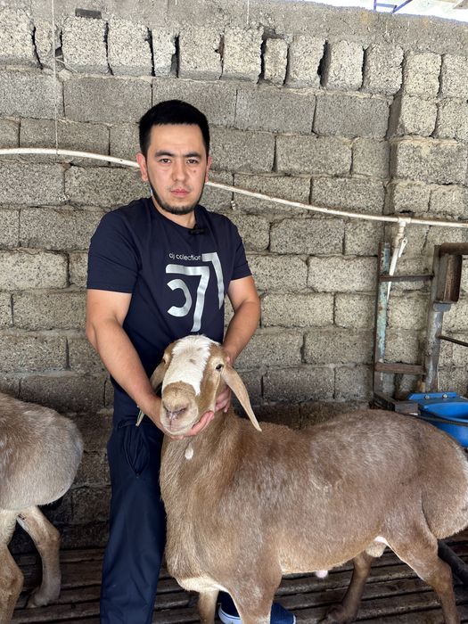 To'y, aqiqa, marosimlar uchun qo'ylar!