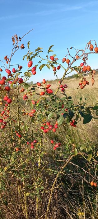 Măceșe curate proaspete culese cu mâna  cantitate și calitate