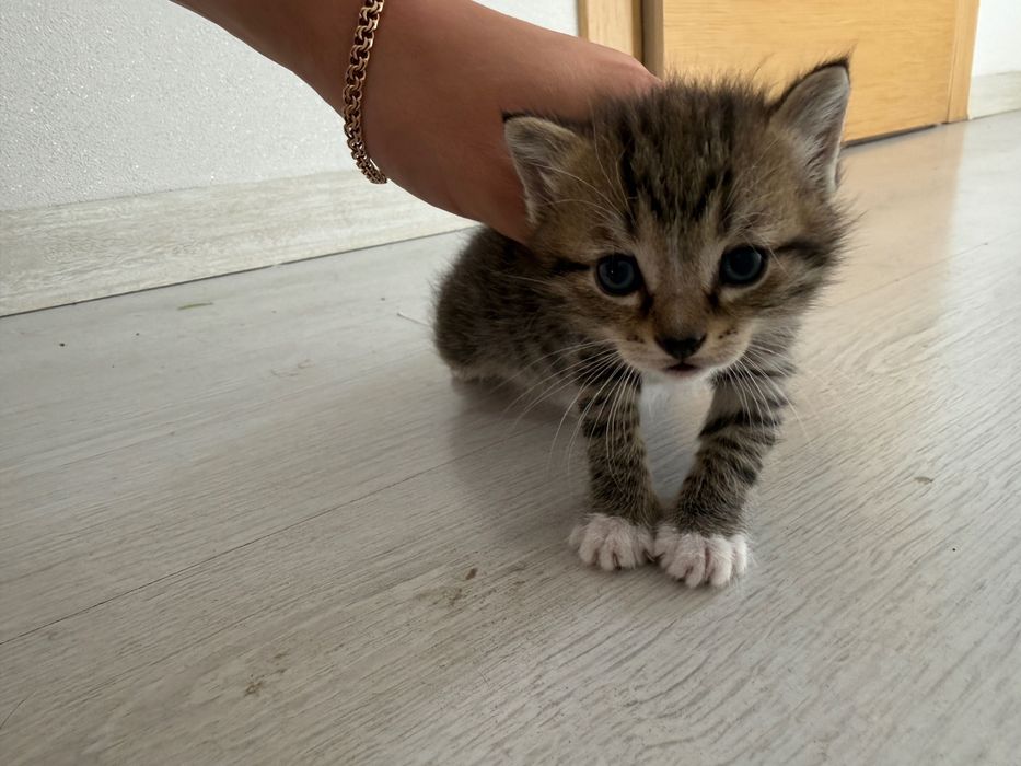 Котята, британцы