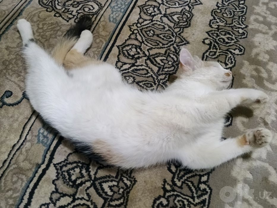 Juda aqilli mushuklar