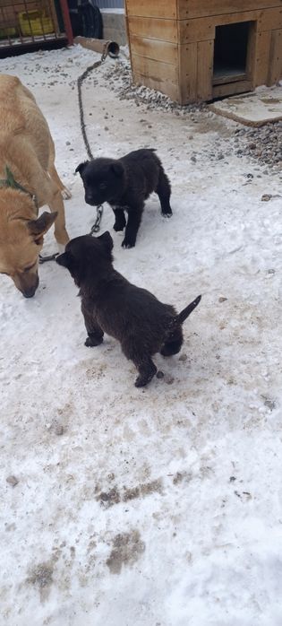 Щенята звоночки даром