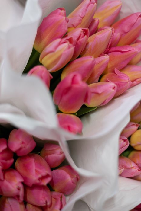 Голландские тюльпаны оптом и в розницу