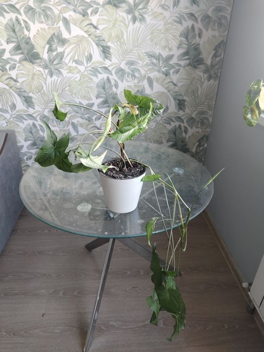 Отдам в добрые руки лианы