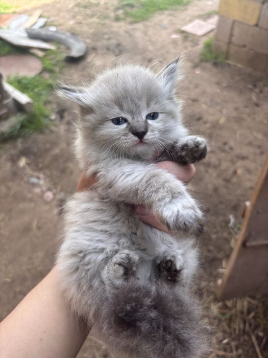 Отдам котёнка хорошие руки