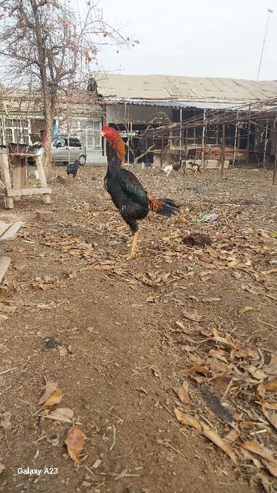 Dakan tulle 2 yilli zoti turka vetnam