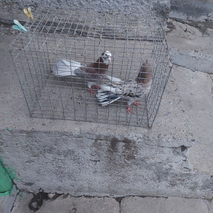 Шыракахвосты  оба самец