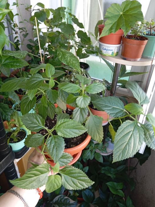 Продам цветы комнатные