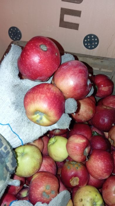 Яблоки Американка крупные но с паршой