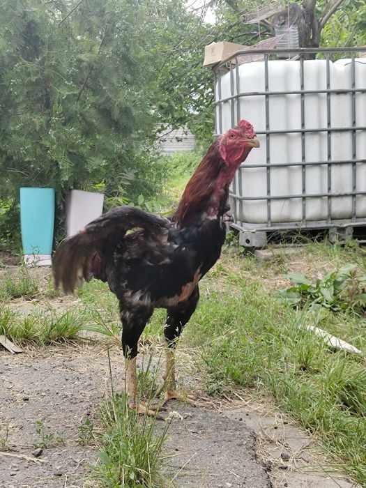 Продам петуха дакана