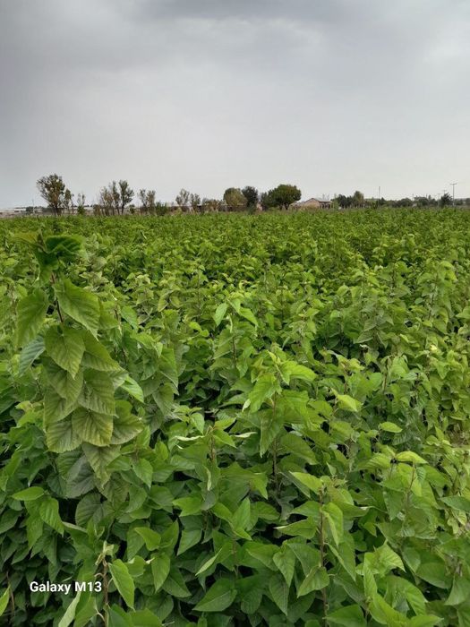 Tut ko'chatlari sotiladi