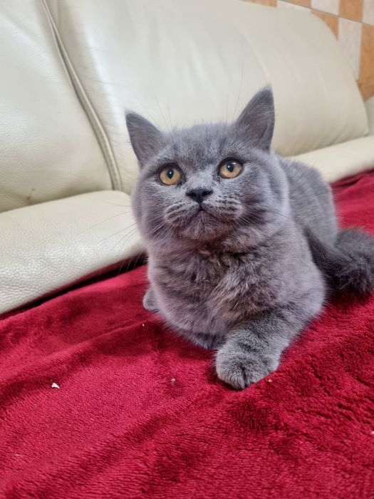 Vând pui brittish shorthair