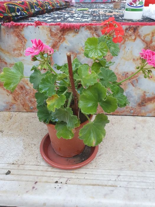 Pushti rangli sogʻlom Geran (Kashkargul) koʻchatlari