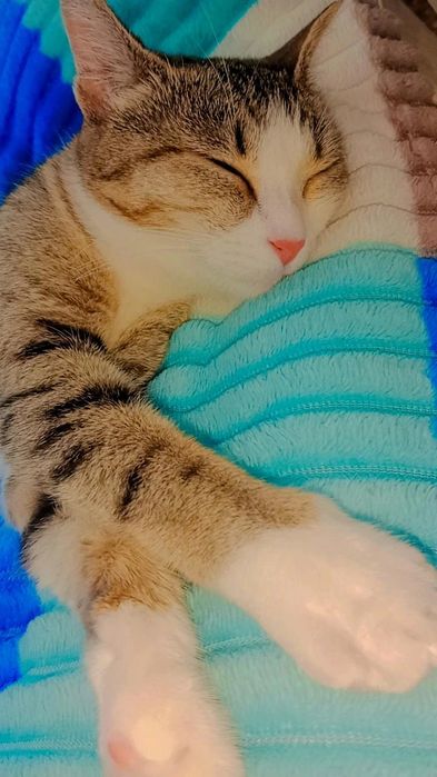 Котята очень КРАСИВЫЕ