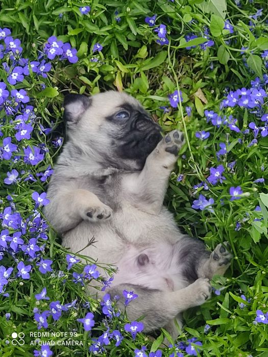 Продам щенков мопса