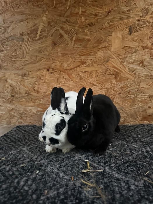 Vând familie Rex pitic