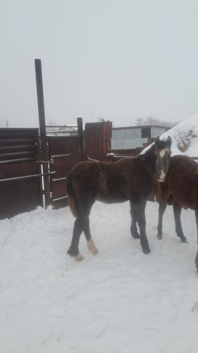 Жеребята 2025 года