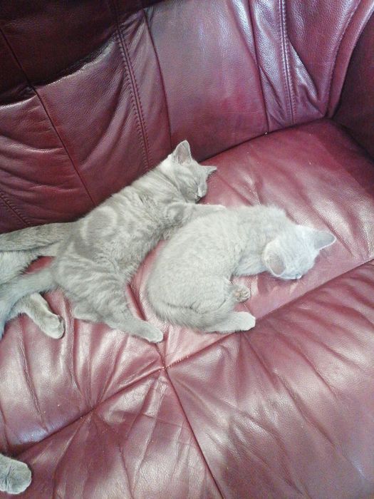 Британские котята мальчики