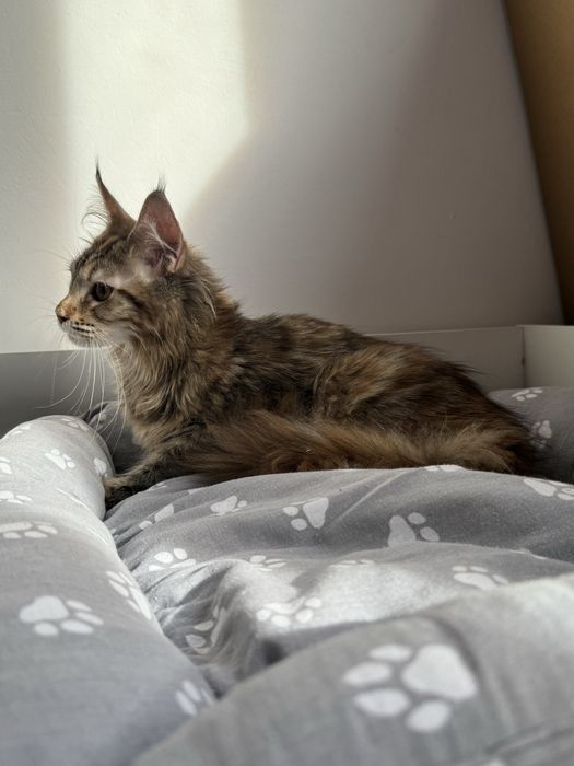 кошечка мейн кун!!