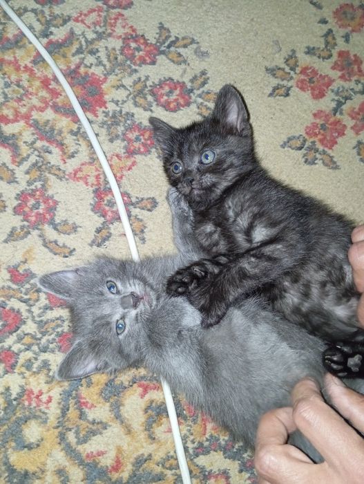 Отдам котят полупородистые