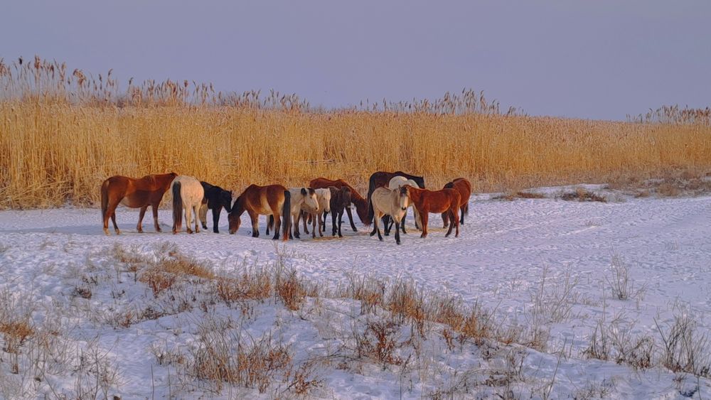 Уйр жылкы срочно