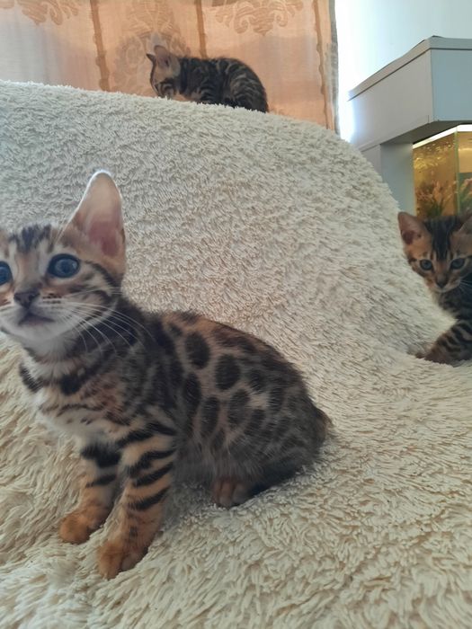 Бенгальские котята
