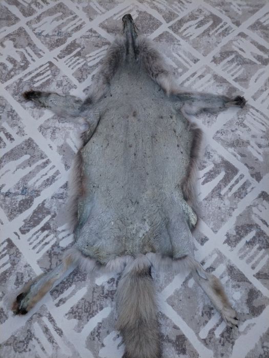 Продам чучелу волка.