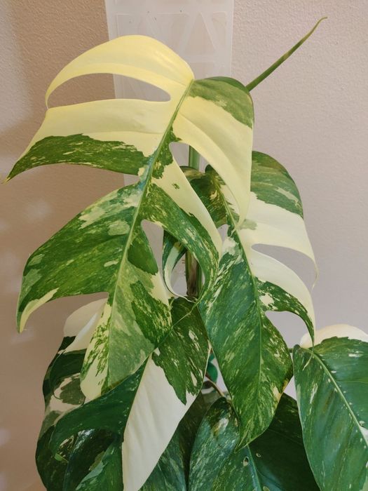 Эпипремнум Пиннатум