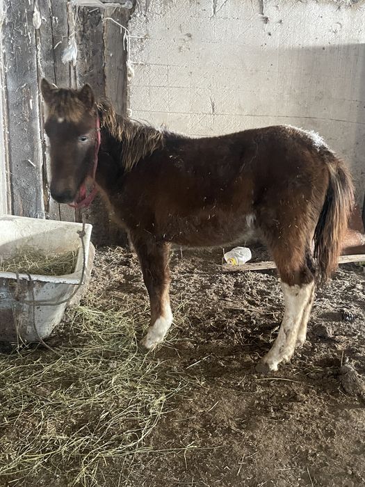 Продается жабагы девочка