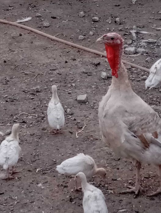 Puisori de curcă