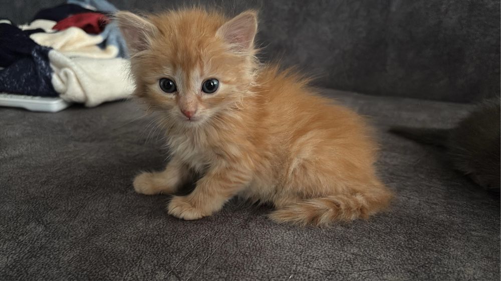 Отдам домашних котят