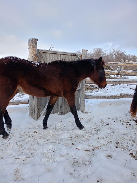 СРОЧНО Продается кобыла 2 года!