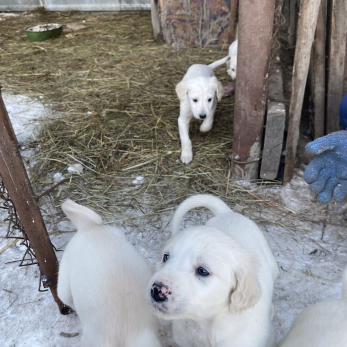 Продам тазы щенков