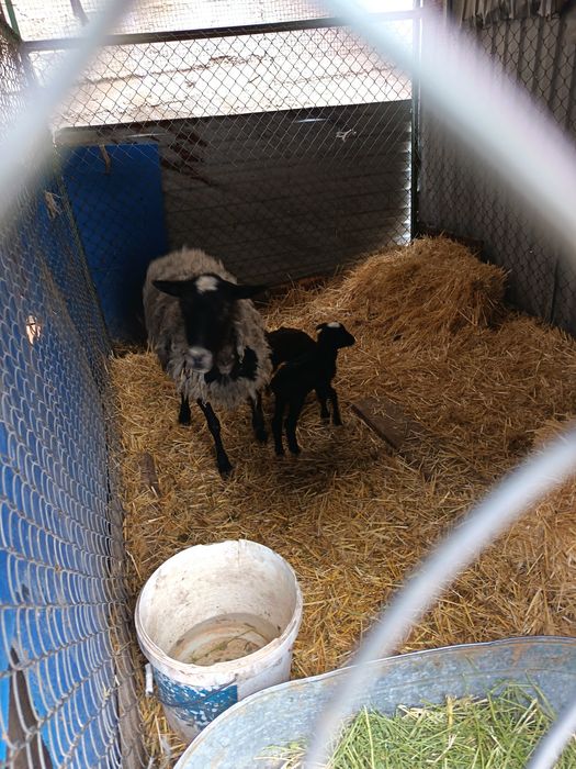 Рамановские бараны