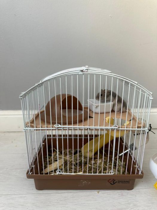 Продам милого хомячка