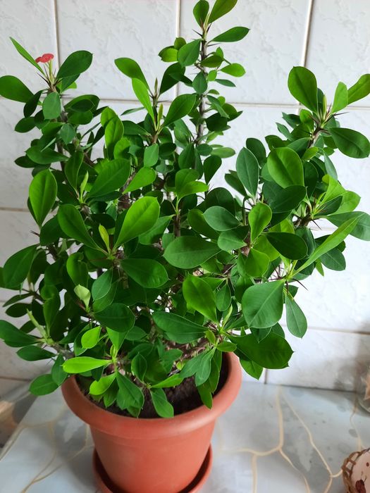 Молочай Миля р-н Бурова